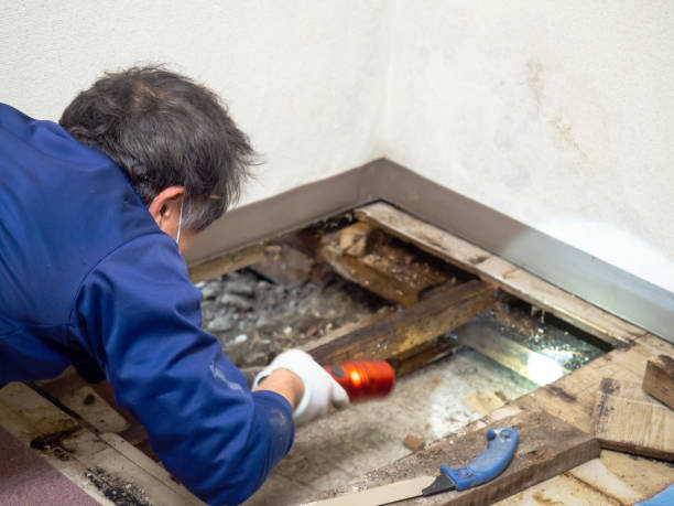 Best Post-Flood Mold Remediation in Amsterdam, NY