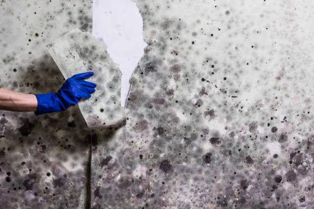 Professional Mold Remediation in Amsterdam, NY