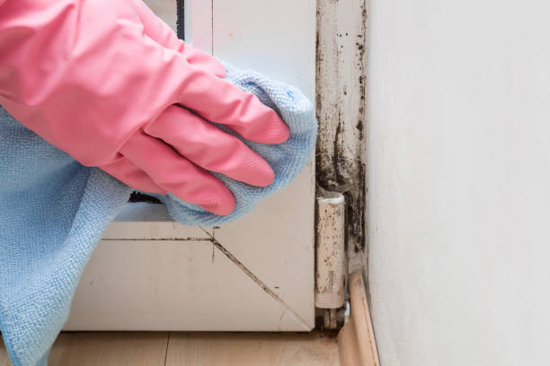 Best Attic Mold Remediation in Amsterdam, NY