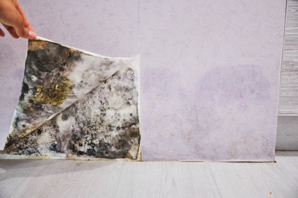 Best White Mold Remediation in Amsterdam, NY